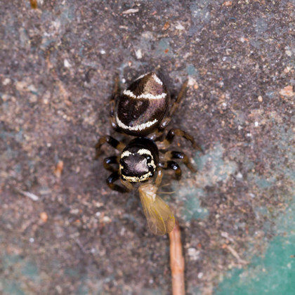 Jumping Spider (Omoedus durvillei) (Omoedus durvillei)